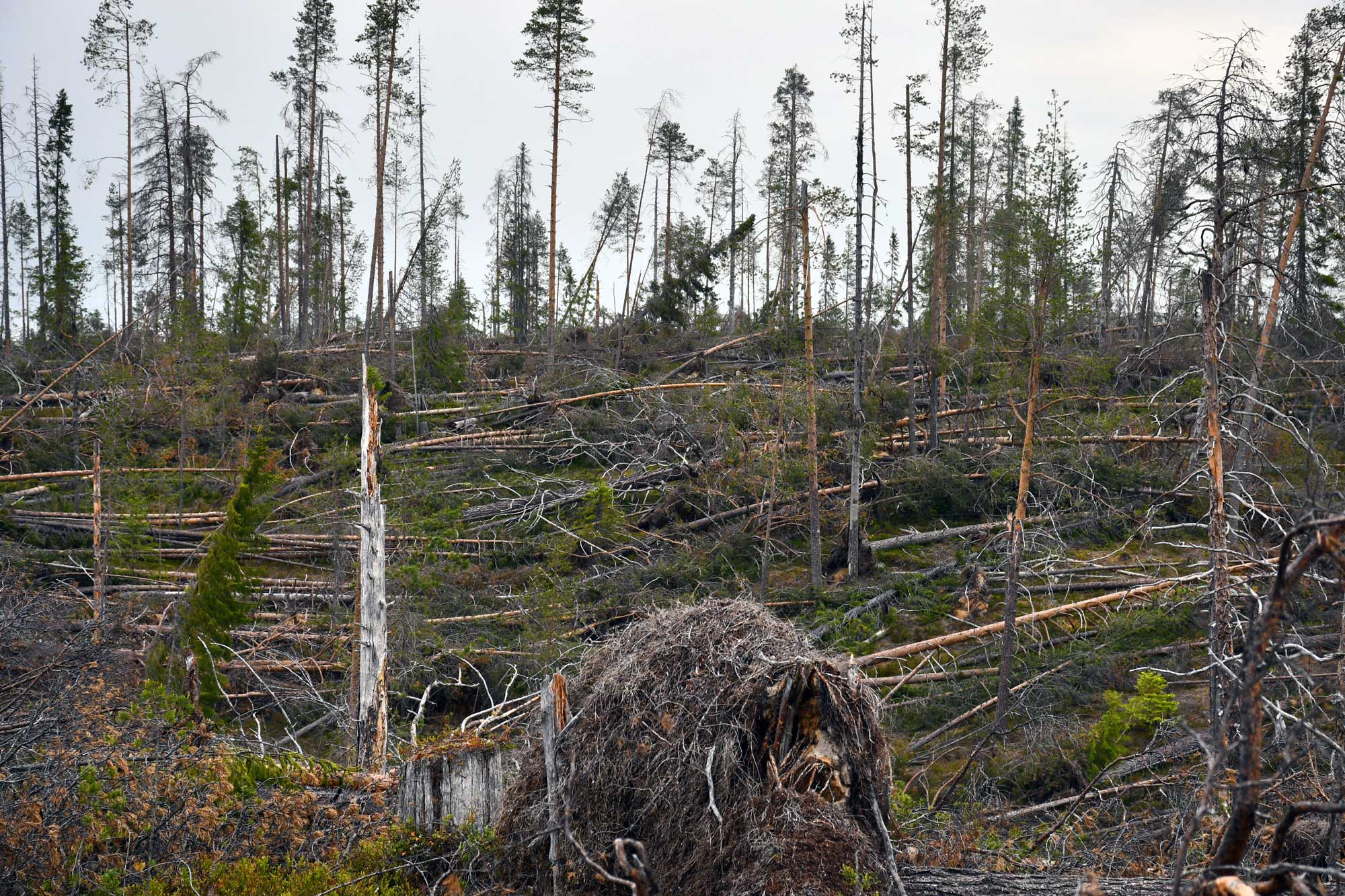 Paula-myrskyn tuhoaluetta, jossa lähes kaikki puut makaavat maassa yhteen suuntaan.