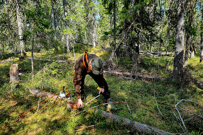 Henkilö mittaa metsässä kaatuneen puunrungon paksuutta mittanauhalla.