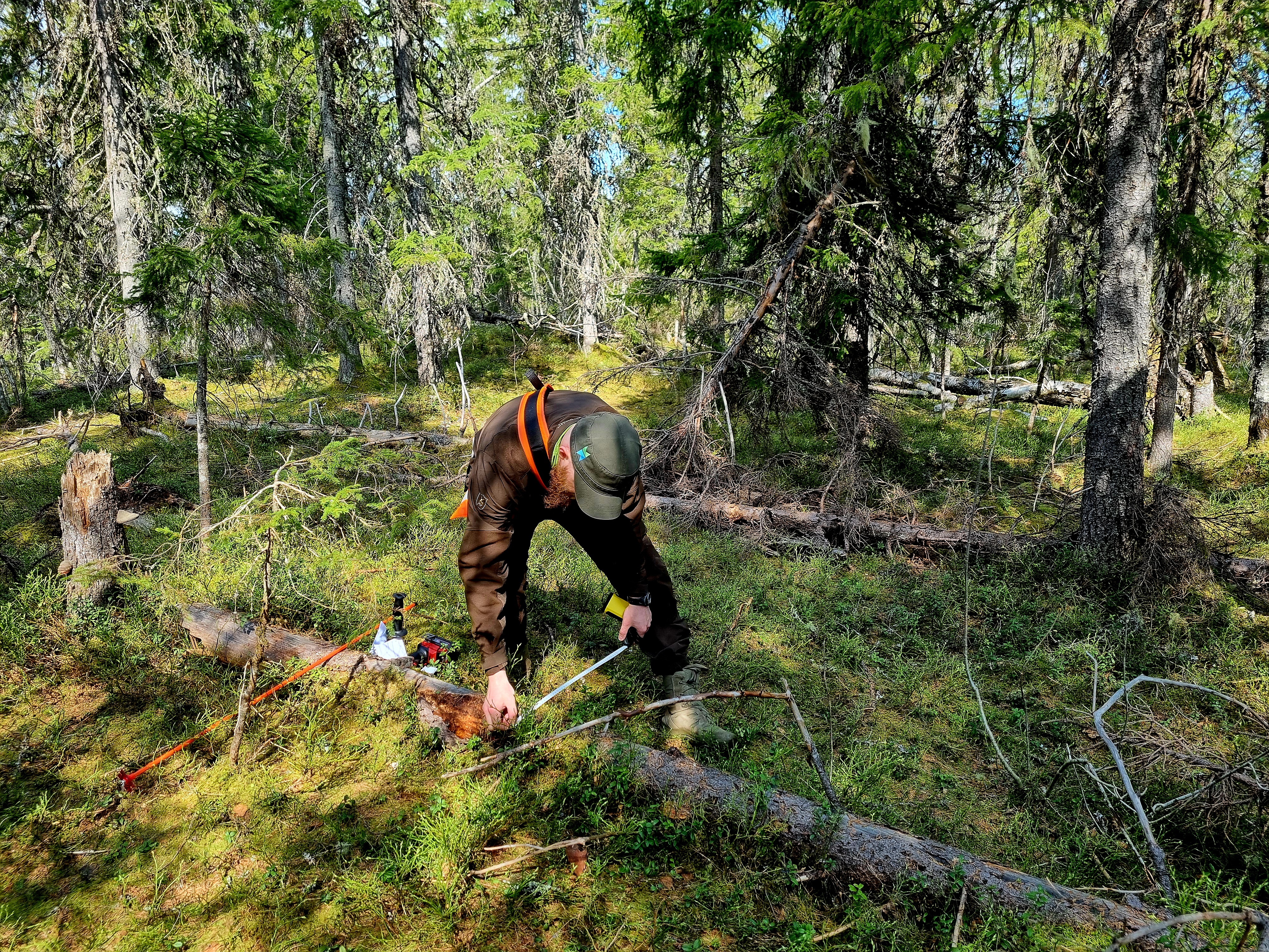 A person in forest measuring dead wood.
