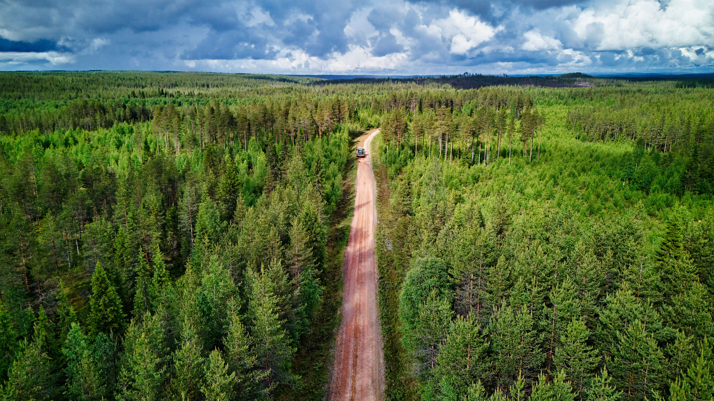 Havuvaltaista metsää kesällä ja keskellä kulkee metsätie.