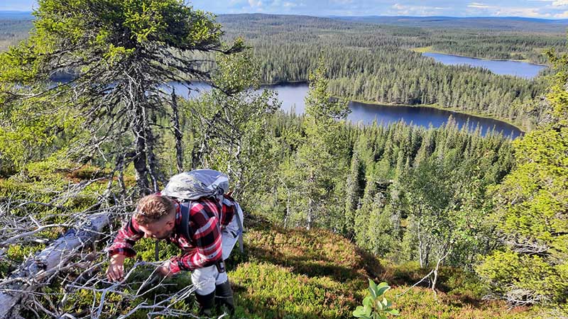 Kääpäasiantuntija tutkii vaaran rinteellä kaatuneen ja keloutuneen puun runkoa.