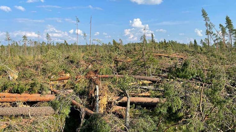 Lähes kaikki puut ovat kaatuneet laajalta alueelta.