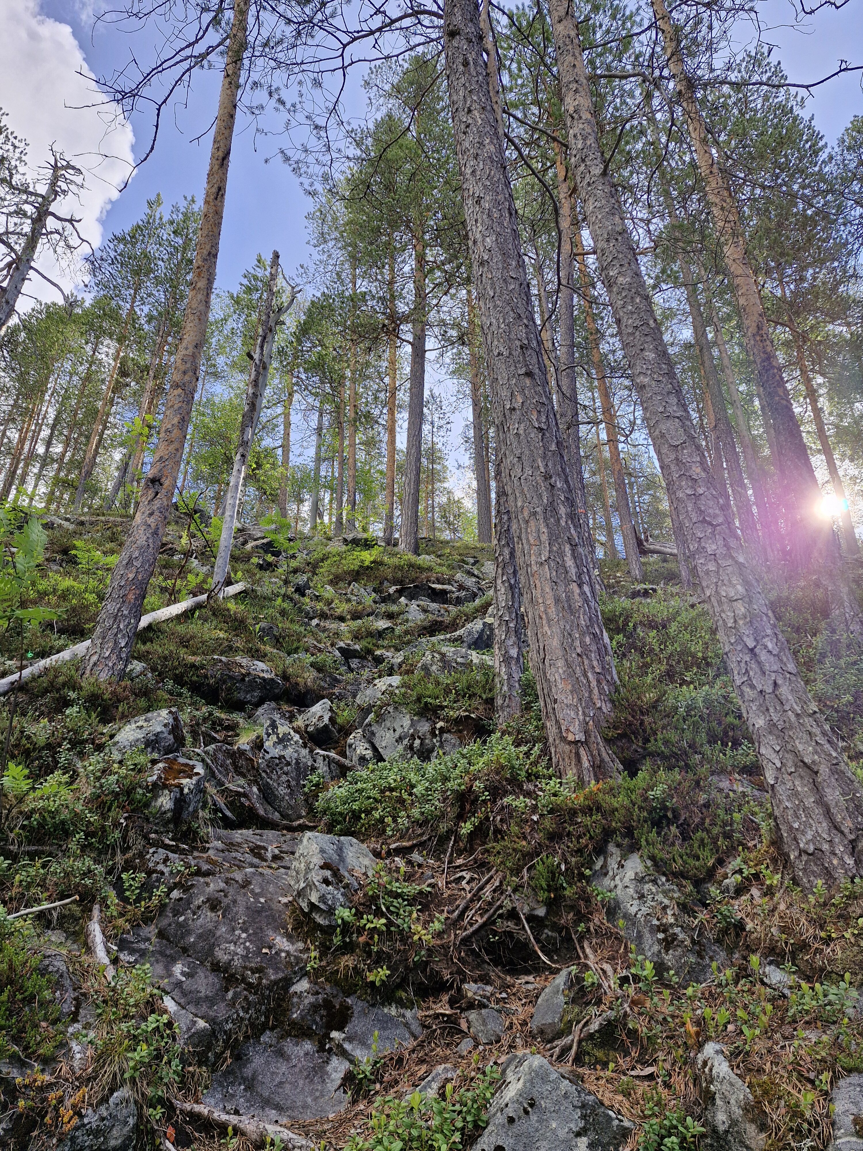 Vanhojen metsien inventointireissulla jyrkänne ja puita kasvaa rinteessä.