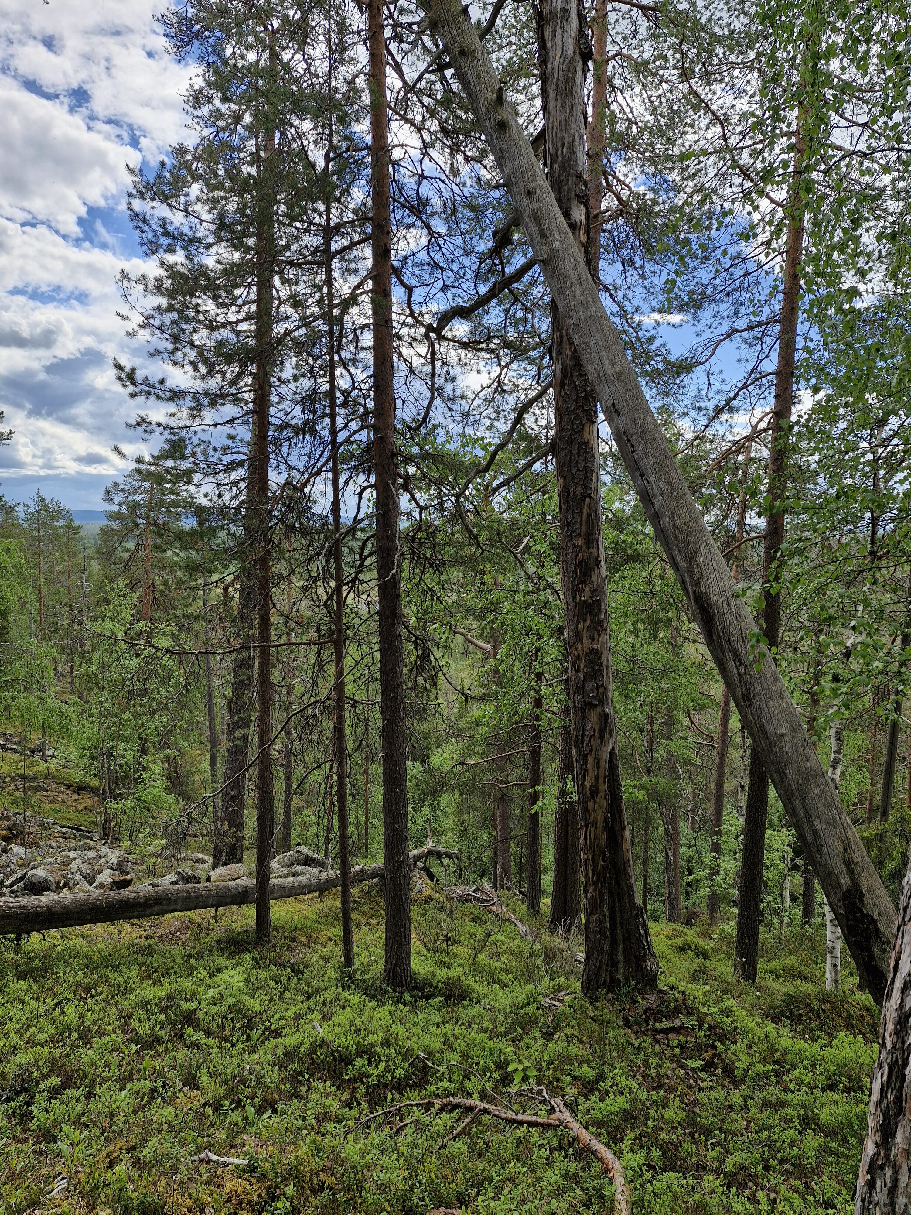 Vanhojen metsien inventointireissulla havupuuvaltaista metsää kuvattuna mäen päältä.