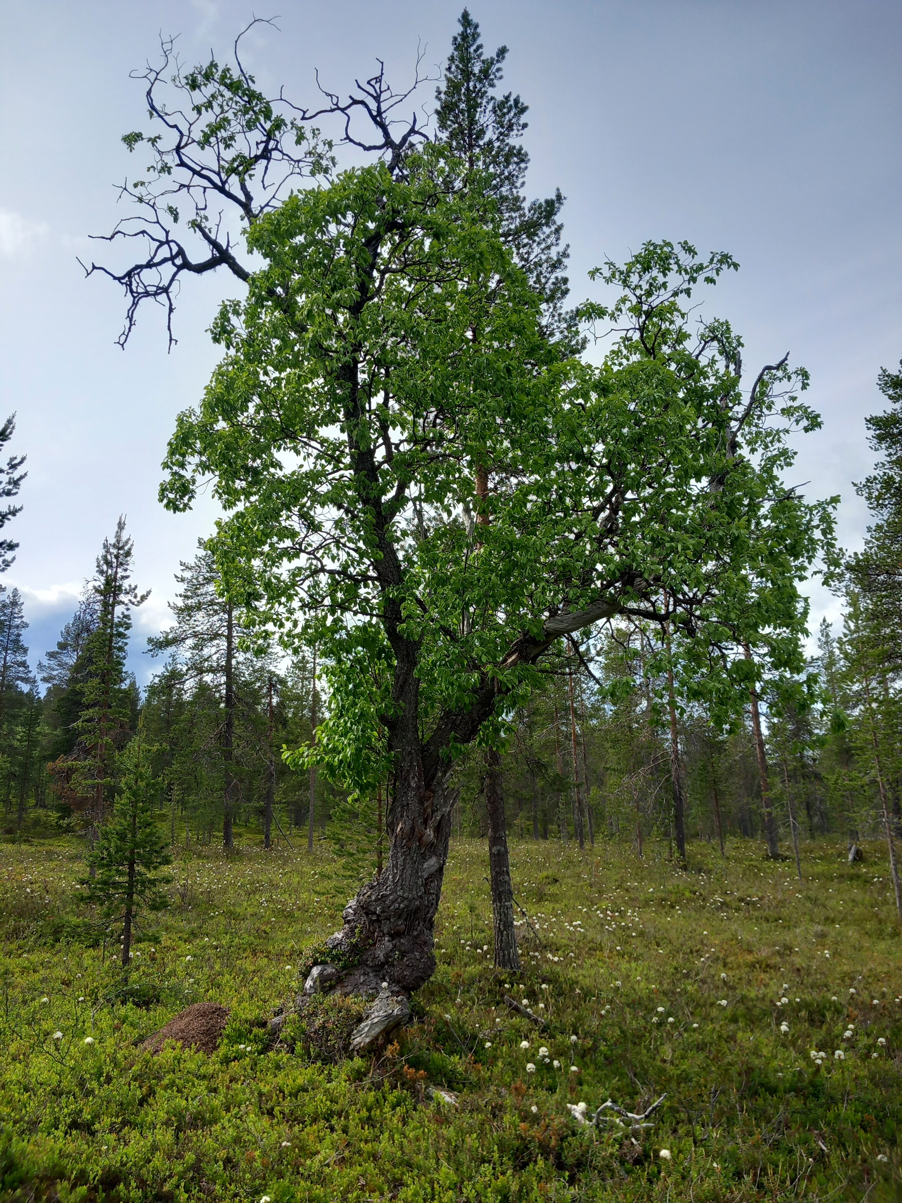 Vanhojen metsien inventointiereissulla vanha vielä lehdessä oleva puu kasvaa keskellä kohdetta.