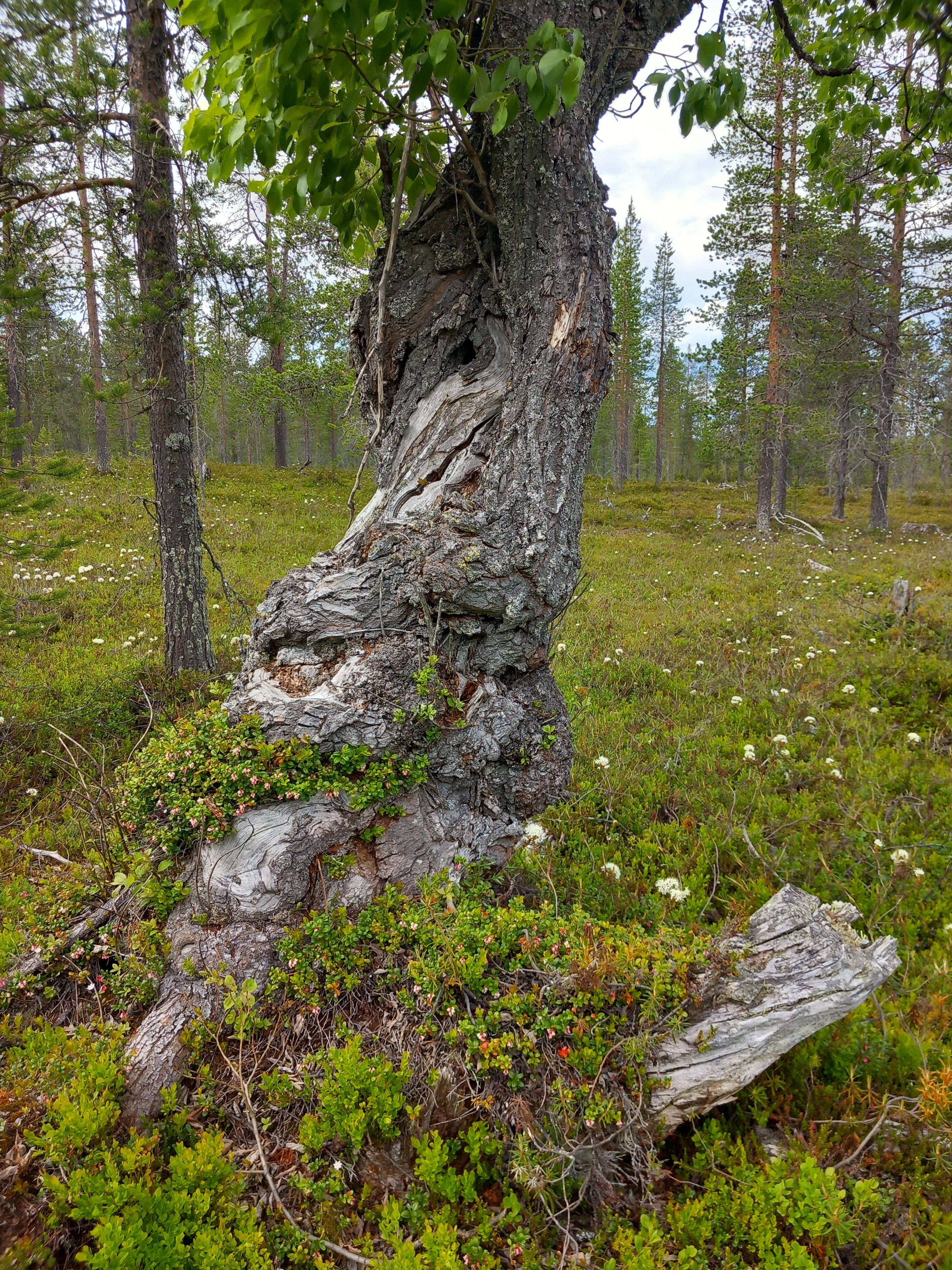 Vanhojen metsien inventointiereissulla kuva vanhan raidan paksuuntuneelta tyveltä.