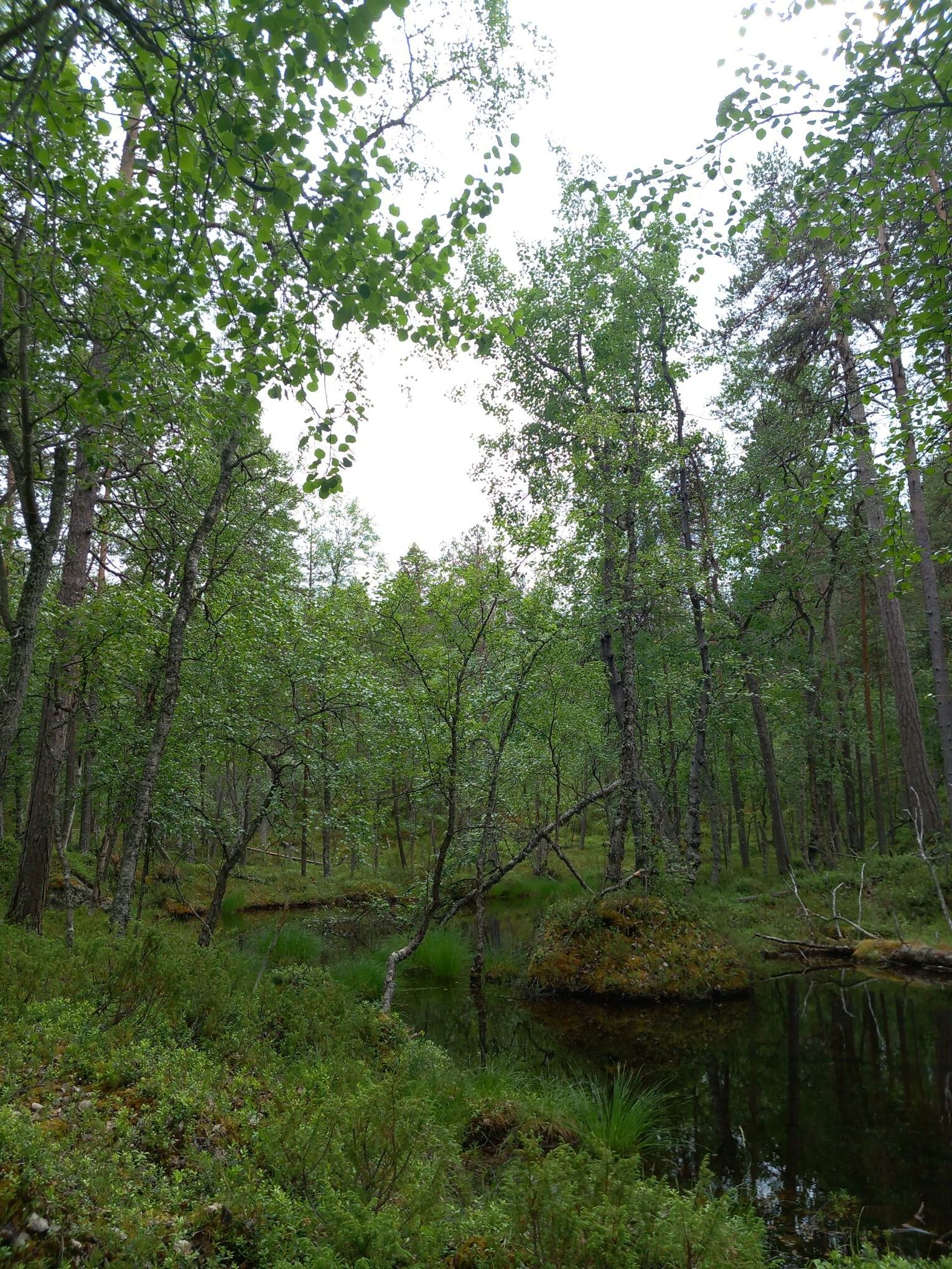 Vanhojen metsien inventointiereissulla koivikon läpi virtaa joki.,