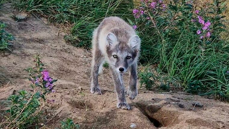 An Arctic fox walking in the terrain.