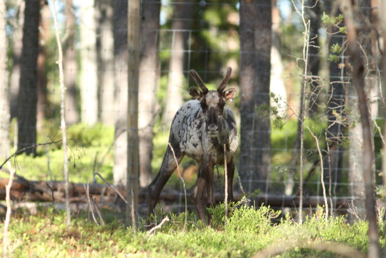 Metsässä kuvattu metsäpeura katsoo suoraan kameraan. Taustalla näkyy aita ja metsää.