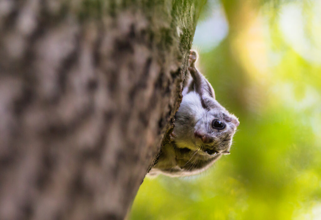 Liito-orava kurkistaa puunrungon takaa.