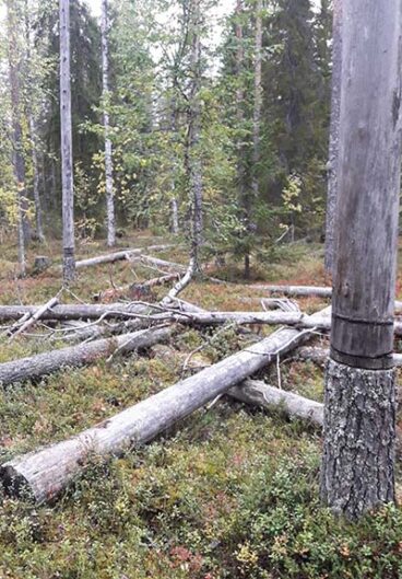 Kuvan etualalla on kaulattu mänty ja sen vieressä on kaatunut tai kaadettu useita puita toistensa päälle maahan.