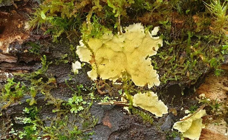 Muutama vaaleankeltainen puunrungon myötäisesti kasvava kääpä lahonneen puun rungolla.