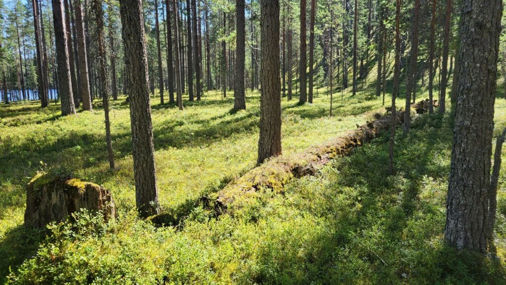 Maalahopuu vihreässä, aurinkoisessa metsässä.