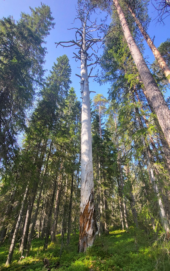 Järeä kelo, joka on seissyt paikallaan ainakin 300 vuotta.