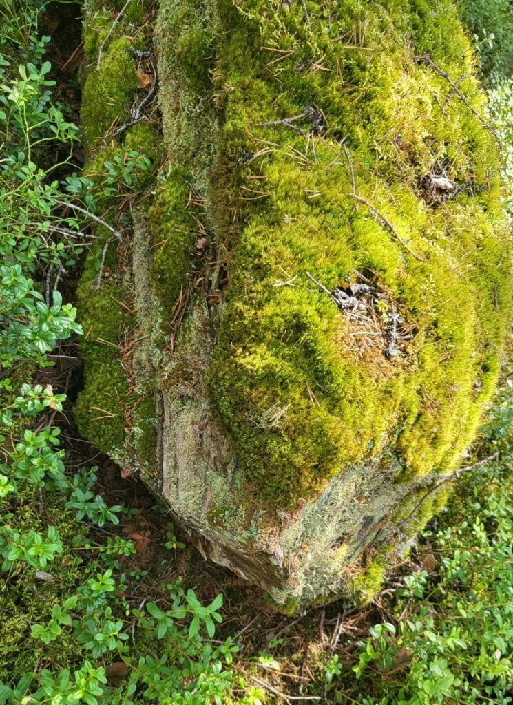 Vanha kirveellä kaadettu puu metsässä.