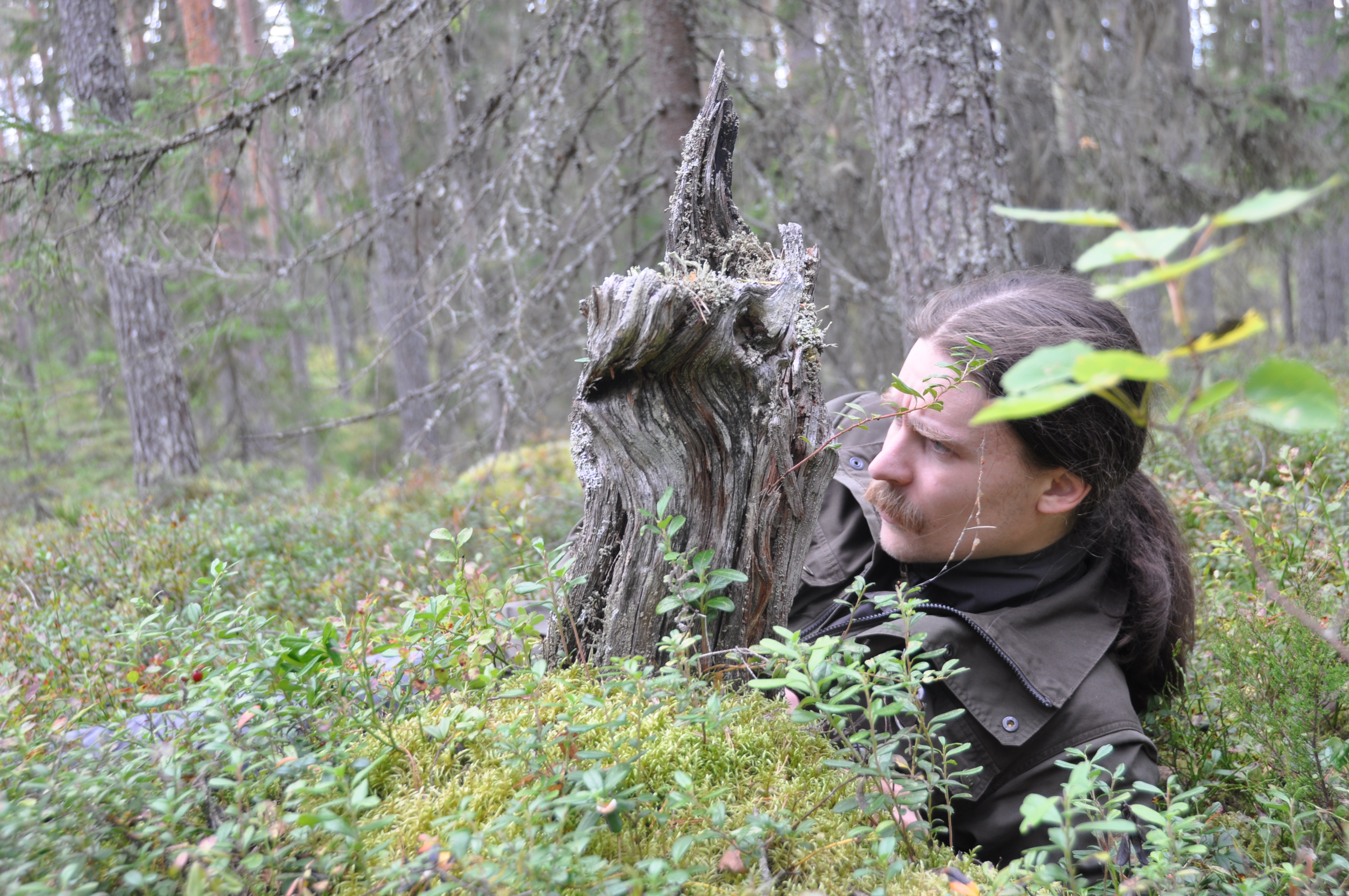 Lajistoasiantuntija nojaa maahan metsässä ja tarkkailee kantoa lähietäisyydeltä.