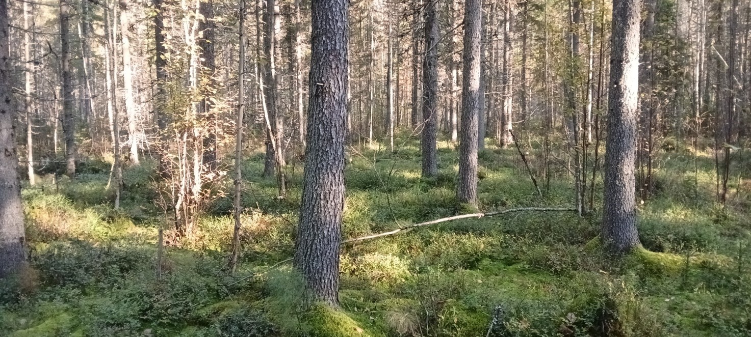 Havupuupainotteista metsää kesällä, myös lehtipuita ja tiheämpää pienempää puista kasvustoa ja varvikkoa.