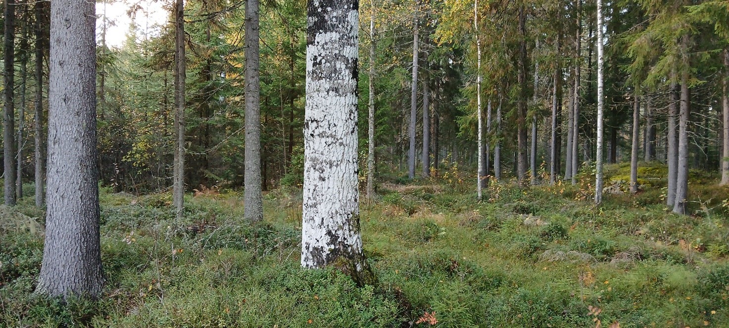 Kesäistä kuvaa metsästä, etualalla isompi haapa, taustalla nuorempaa havumetsää.