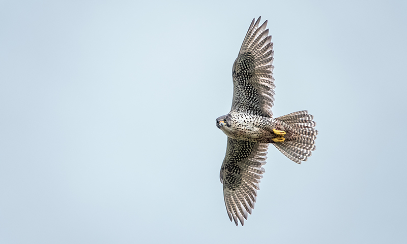 En ljus falk flyger mot himlen.